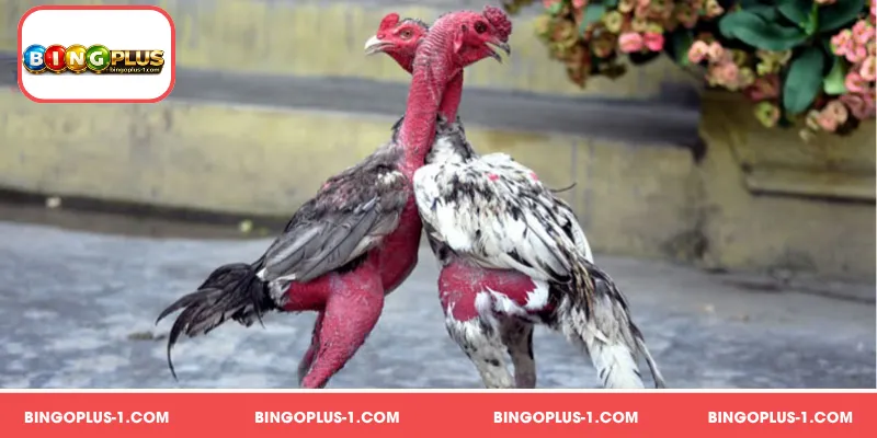 Breeding for Sabong sa BINGOPLUS ay nangangailangan ng tamang kaalaman