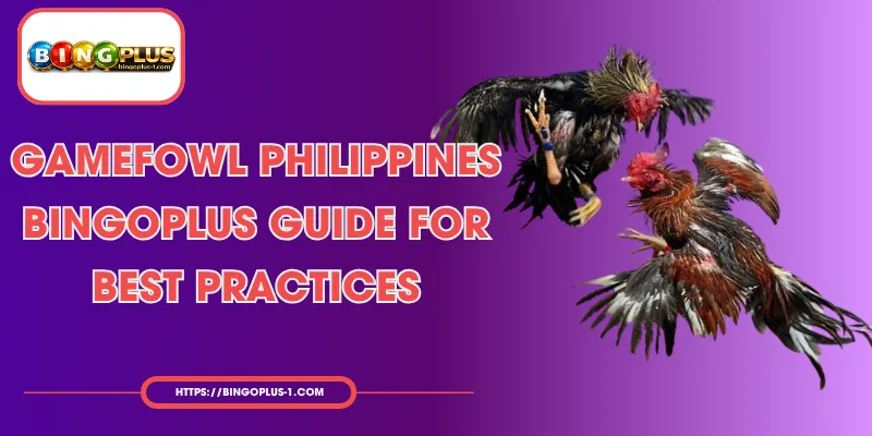 Mga Gabay sa Tamang Pag aalaga ng Gamefowl sa Pilipinas