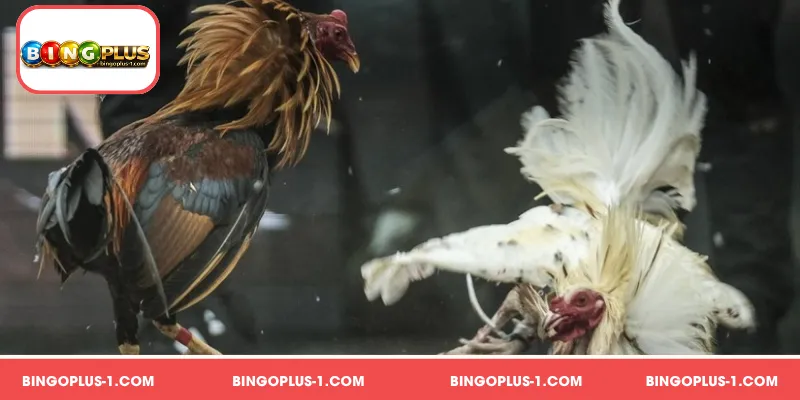 Gamefowl Philippines sa BINGOPLUS ay nangangailangan ng tamang alaga
