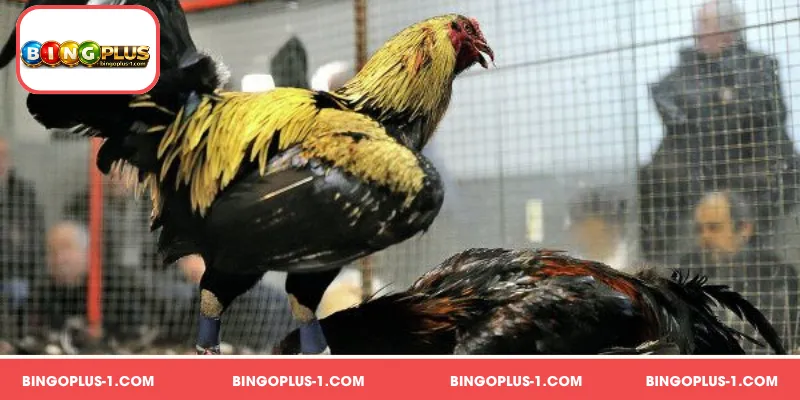 Nutrisyon at Tamang Pagkain para sa Gamefowl Philippines