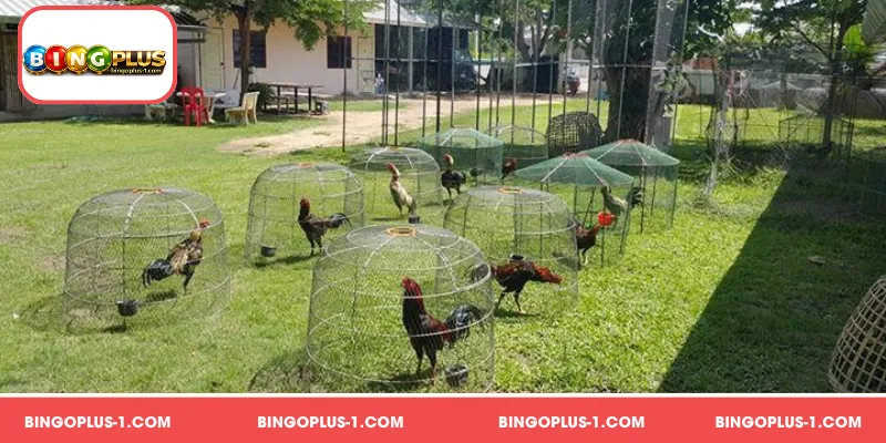 Pagpapanatili ng Kalidad sa Lipunan ng mga breeder